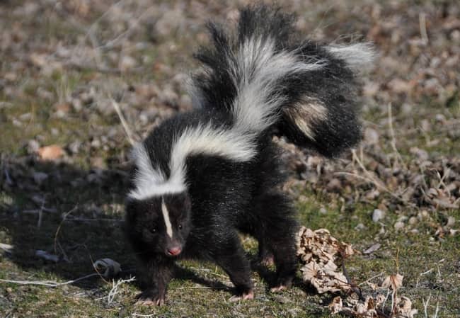 remove skunk smell